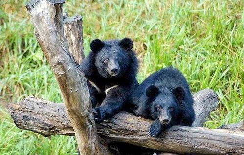 黑龙江黑熊爆料最新消息,最新消息揭露惊人内幕