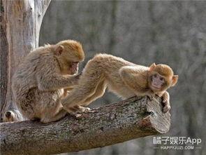 猴子的最新爆料,最新爆料揭示娱乐圈惊人内幕